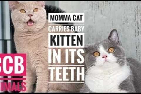 Funny Animals Complication - Best Cats And Dogs Videos of This Week 2022 🐈 Cats Vs Tech_August_2022