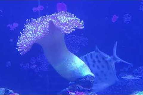 Saltwater Aquarium Fish Tank Week 4 - Zippy Does it! Fish Names