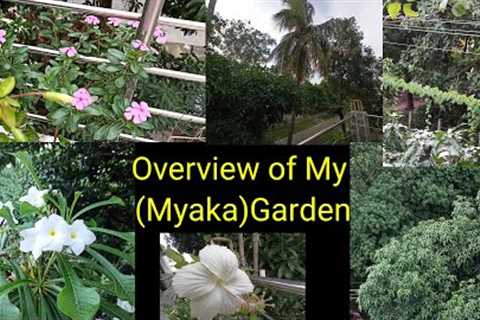 Overview of my (Myka)Garden🏡@Gardening with Geet Kumar