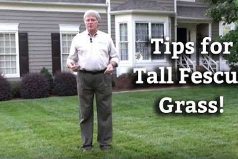 Tall Fescue Grass - Expert Lawn Care Turf Tips