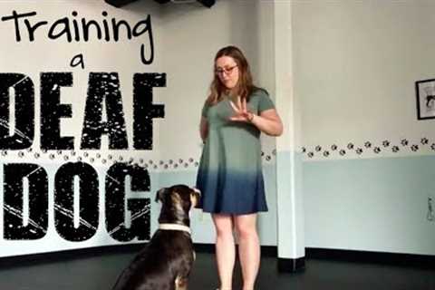 Training a DEAF DOG- Training Tip Tuesday