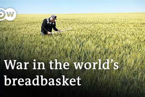 Ukraine war increases global food insecurity | DW News