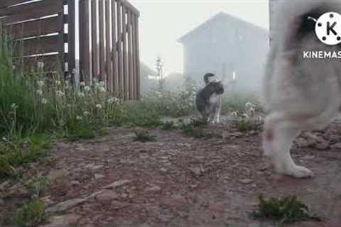 Funny Dog and cat - Best of The 2022 Funny Videos #shorts #travellersadda #ytshorts #ytshortsindia