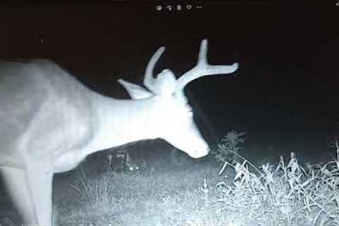 pikes ridge trail camera photos August 2022