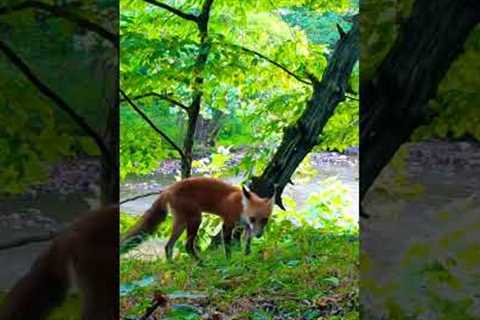 I caught a red fox down by the creek (on trail cam) 🦊