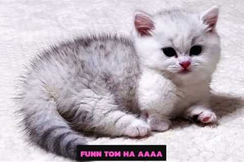 Baby Cats - Cute and Funny Cat Videos / funn tom Ha aaaa