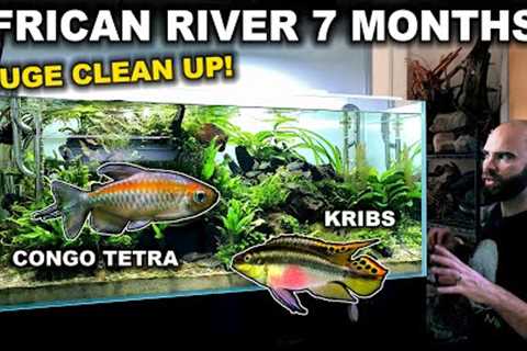 7 Month Old African River Aquarium (Transformation Required!)