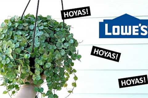 I Found Some BIG Hoyas at Lowe’s! Big Box Store Plant Shopping and Haul