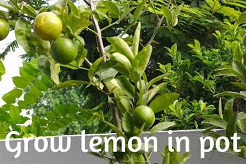 How to grow lemon in pot|| gardening tips #anooshzone #kitchengardening #lemoninpot #vlog