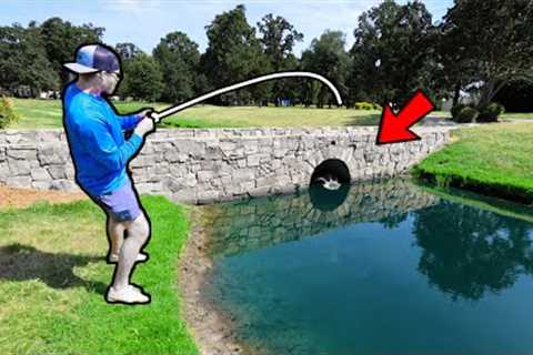 This TINY POND is filled with TROPHY BASS! (Public Pond Bass Fishing)