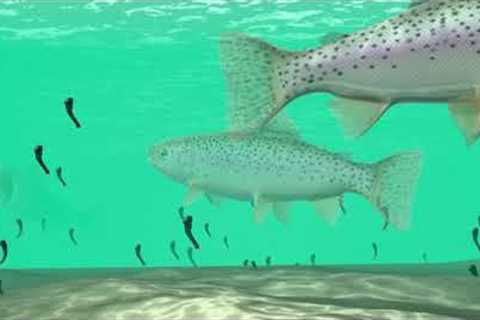 Wet Flies &amp; Nymphs Fly Fishing - How To