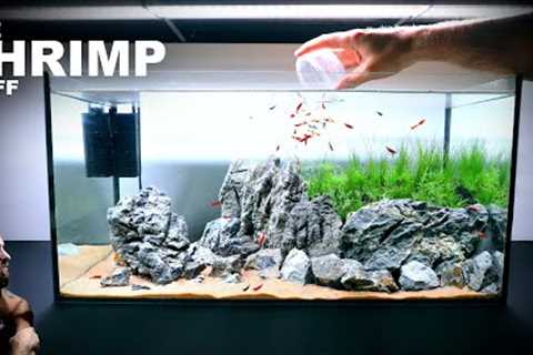 The Shrimp Cliff: NEW Shrimp Setup for Neocaridina Aquascape Tutorial