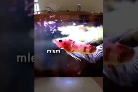 My MOST PAINFUL Fish Death