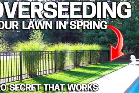 How to OVERSEED an UGLY LAWN in SPRING