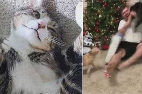 Man Defends Cat That Attacked Him While Opening Christmas Presents