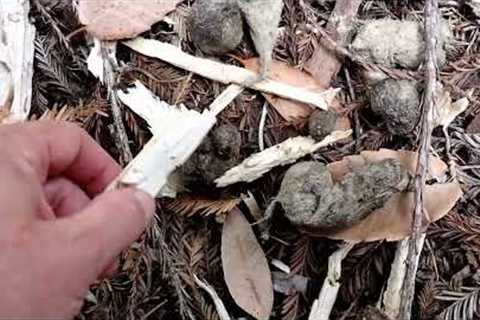 How To Identify Mountain Lion Scat  (confirmed with trail camera)