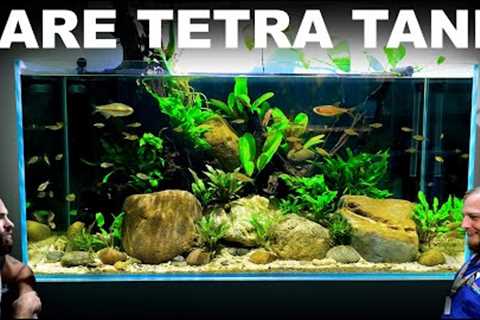 The Rare Tetra Tank: Building Fish Shop Matt's Home Aquarium (Aquascape Tutorial)