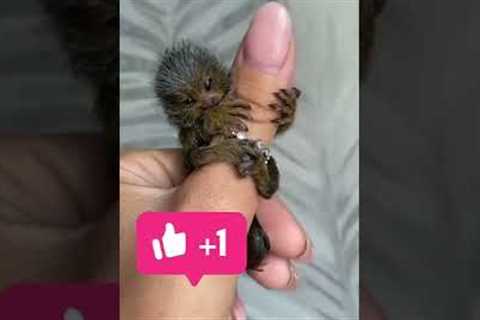 new funny videos new comedy video #short #youtube #video $#viral #youtubeshort #funny