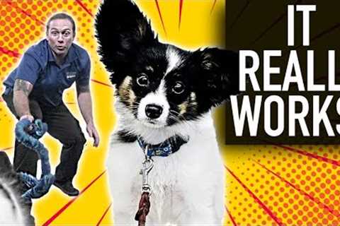 How To Teach A Puppy Its Name - Professional Dog Training Tips