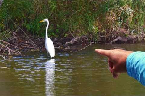 STOP Wasting Time Trying To FIND BASS