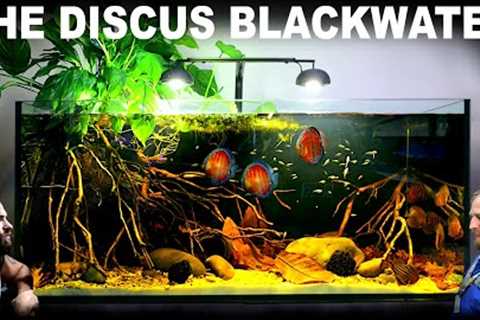 The Discus Blackwater Aquarium: EPIC 4ft Aquascape Tutorial w/ Gold Tetra &amp; Santarem Discus
