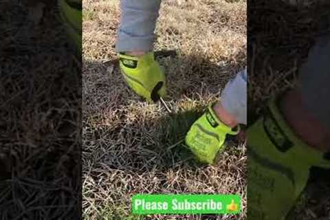 How to Prep Your Lawn in Early Spring Before Adding Preemergent #shorts #lawncare