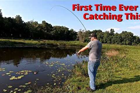 Highly INVASIVE Fish In a Canal LOADED With Crappie &amp; Bluegill! (Catch Clean Cook)!