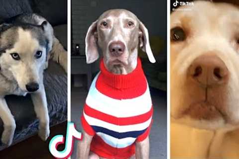 Most Viral DOGS on the Internet! 🐶 Funny Dogs Compilation! 🐶