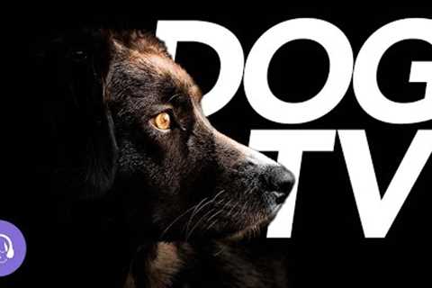 Dog TV - 20 Hours of Virtual Dog Walking and Entertainment for Dogs!