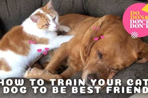 Training Your Cat and Dog to Be Best Friends | Do-do's &amp; Don't-don'ts