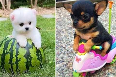 Baby Dogs 🔴 Cute and Funny Dog Videos Compilation #33 | 30 Minutes of Funny Puppy Videos 2022