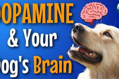 Dopamine In Dog Training: Anticipation, Rewards, And The Transfer Of Value #174 #podcast