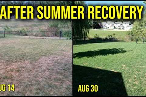 How My Lawn RECOVERED After Summer + My First Zero Turn Mower