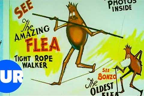 The Elephant &amp; Flea Who Entertained The 1960s | Our History