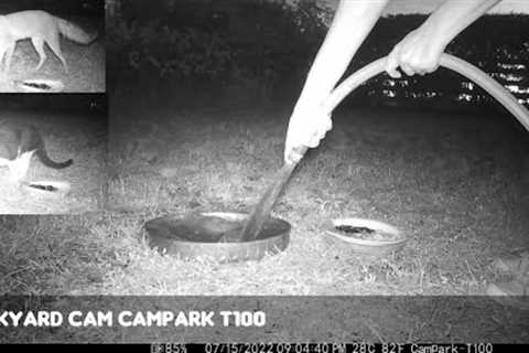 Backyard Cam: CamPark T100 4K Trail Camera Video July 15-16, 2022