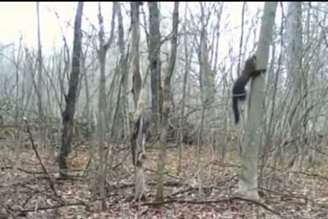 Trail Camera Videos May 2022!