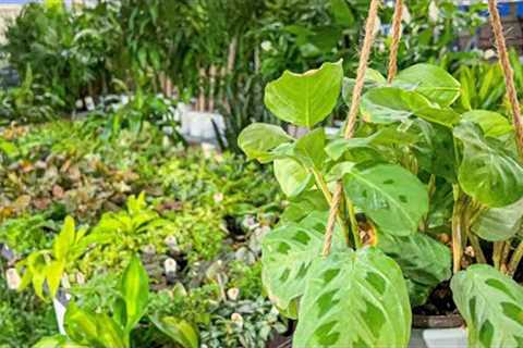 Late Night Plant Shopping at the Home Depot | Houseplant Shop w/ Me! Marantas, Pileas, Hoyas, &amp; ..
