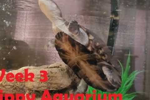 Freshwater Aquarium Fish Tank Week 3 - Watch Zippy's fish!