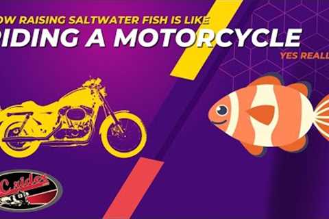 Why Not Every Riding Instructor Agrees on Proper Motorcycle Technique