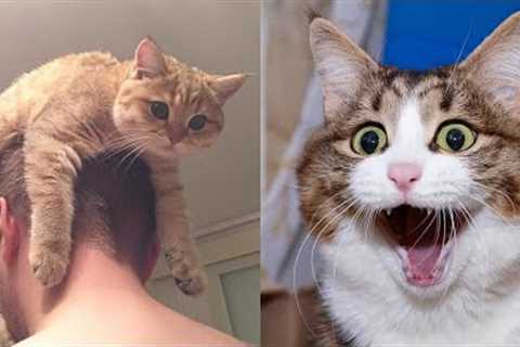 Funny Animals Video - Best Cats😹 and Dogs🐶 Videos of the Month 2022! (parts10)