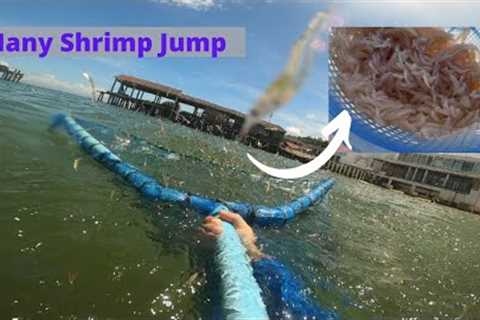 Catching Tiny Shrimp and Cook