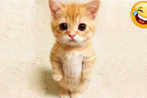 Try Not To Laugh : 1 Hour of Funniest Cat Videos | Best Funny Animal Videos 2022