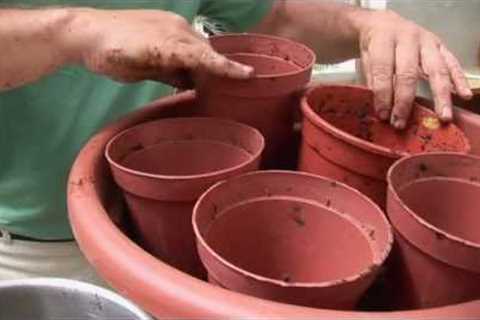 Ask Ian: Container Gardening