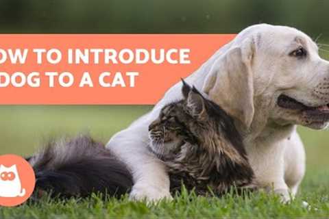 How to Introduce a Dog to a Cat - In 5 Easy Steps!