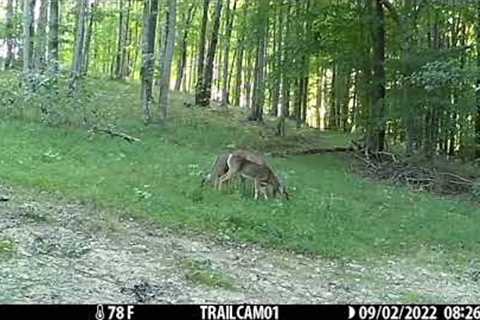 Trail Camera: Episode 2  Why Can't We Be Friends?