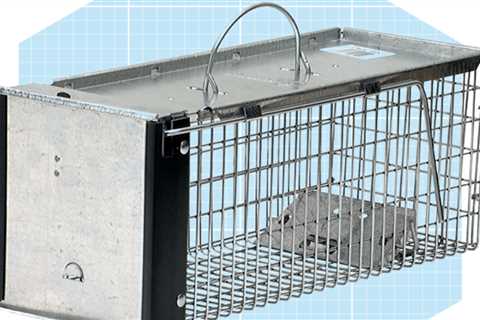 9 Best Rat Traps