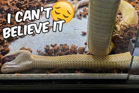 My Snake Accidentally Killed it Self