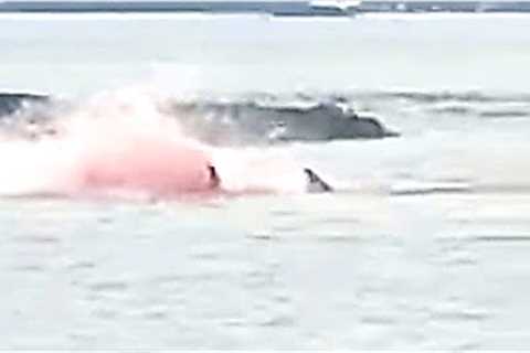 Marine Biologists Have Made A Worrying Discovery After Finding This On A Great White Shark