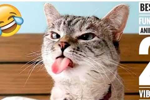 Best Cats And Dogs Videos | Best Cute Cats - Dog Funny Viral Clips video_2 Funny Animal Complication