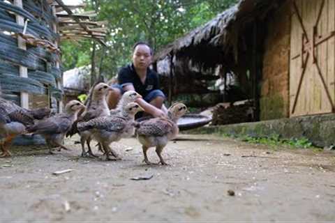 This is a big surprise! Capturing and taming wild chickens, Primitive Skills (ep182)